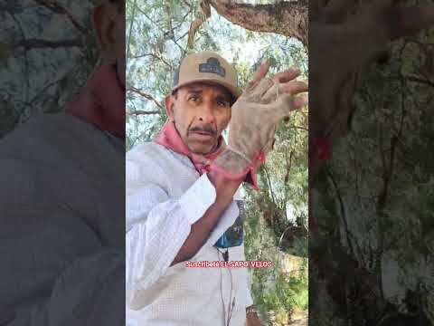 Trabajadores de arroyo Seco #sanfranciscodelrincongto