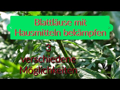 Blattläuse bekämpfen - 3 Möglichkeiten ohne Gift mit einfachen Hausmitteln