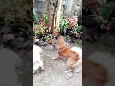 Every Dog🐕 Has It's Day!