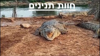 חוות התנינים בצומת פצאל | חוות תנינים נטושה לא תאמינו מה יש שם...... | ישראל חיות וטבע