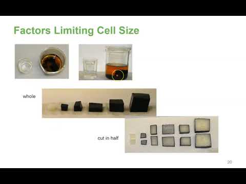 Chapter 4 - Cell Structure