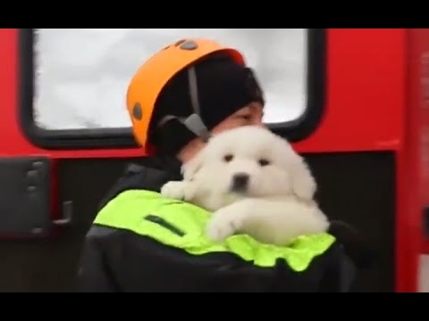 3 Puppies Rescued From Avalanche in Italy | ABC News