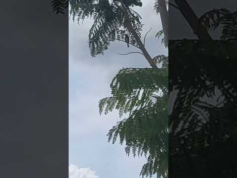 noso amigo animando nos kkk em Dom Aquino mato grosso do norte