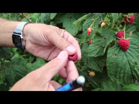 【生活常識】如何辨識斑點翼果蠅是不是有危險 How to Identify Spotted Wing Drosophila Damage