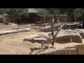 Speke S Gazelle At San Diego Zoo In San Diego