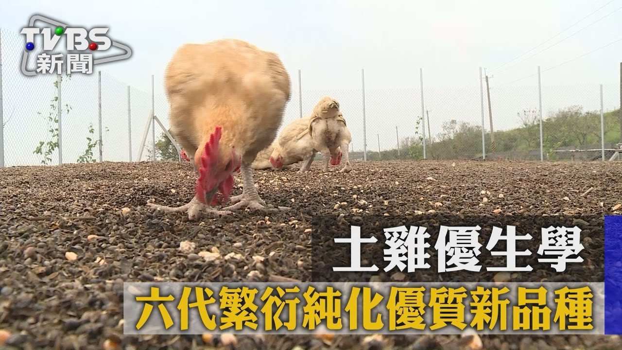 土雞優生學 六代繁衍純化優質新品種