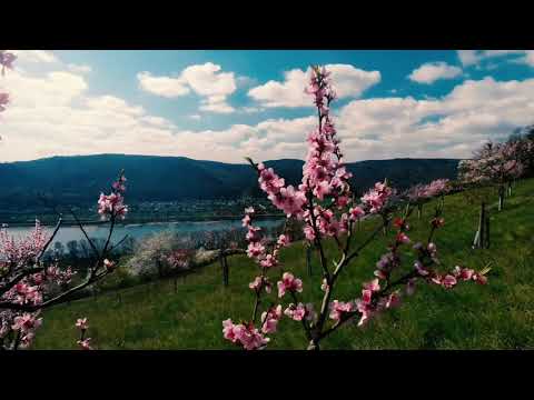 Weinberge Leutesdorf 🍇