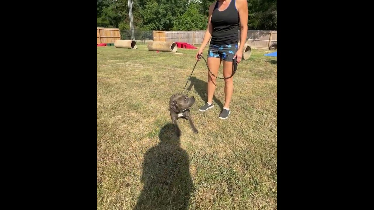 Chase video