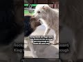 Rocky Challenges King Charles For Alpha Position Dogs Dogbreed