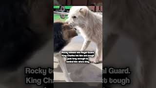 Rocky challenges King Charles for Alpha position #dogs #dogbreed