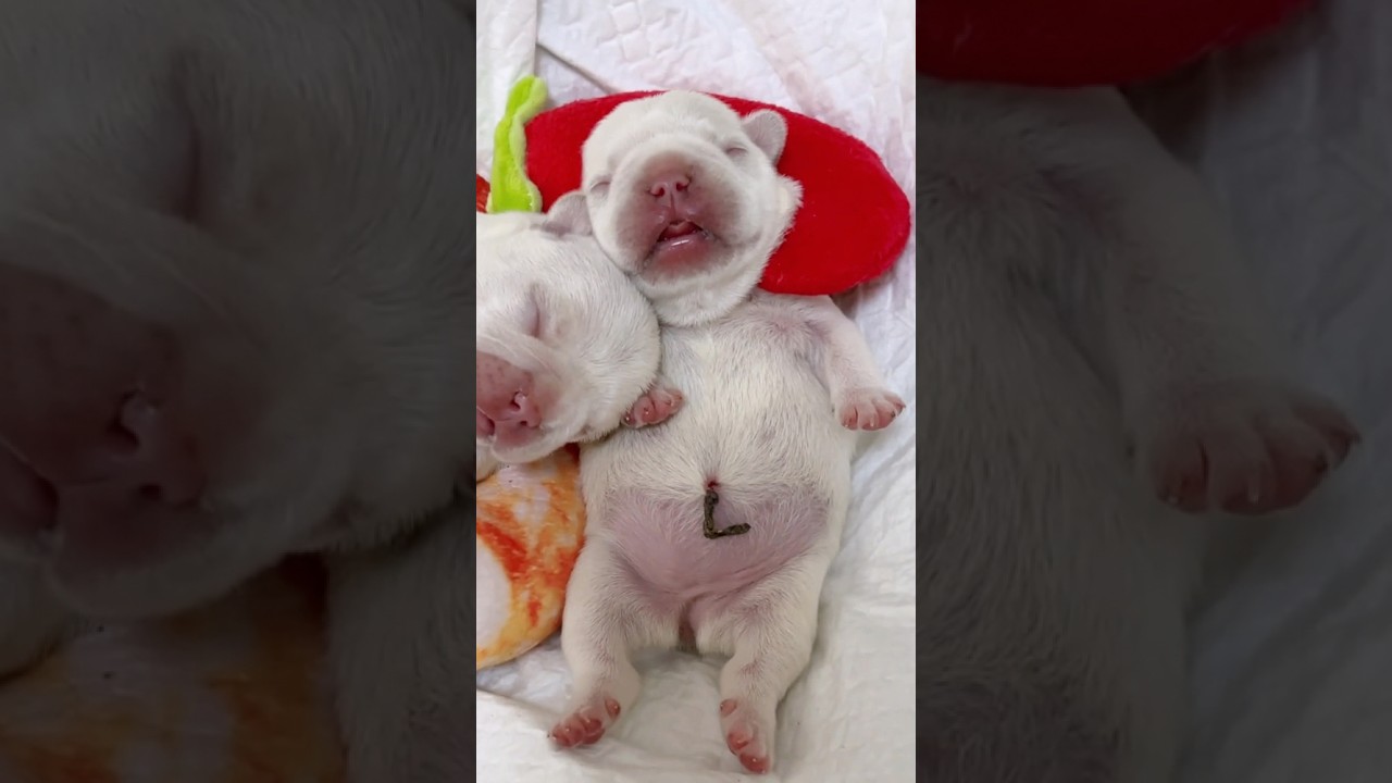 Cute puppy ❤️ #かわいい犬 #anjingcomel #สุนัขน่ารัก#cutedogph #chóđángyêu #anjinglucu #cachorrofofo