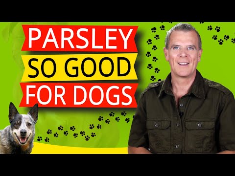 Why Parsley is So Good For Dogs (9 Powerful Benefits)
