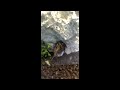 Trachelyopterus fisheri Trachelyopterus fisheri