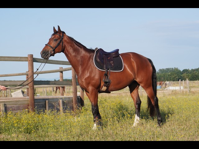 Hongre - KWPN - 12 ans - CSO / Hunter - France 