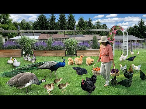 Mastering 365 Days of Organic Farming: Raising Rare Poultry, Gardening, Harvesting & Cooking