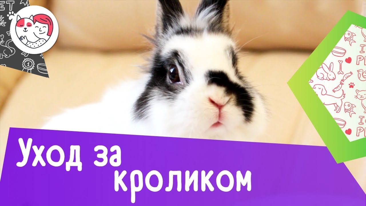 4 особенности при уходе за кроликами