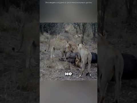 Самые Жестокие Моменты Природы 😯🦁