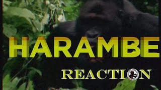 Dumbfoundead - Harambe: REACTION