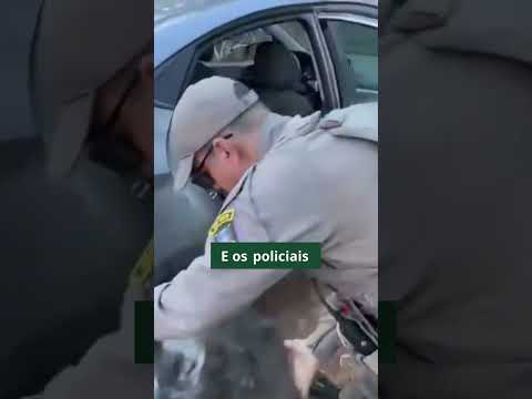 PRF apreende 145 quilos de skunk em Nova Santa Rita