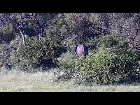 Djuma: Lone Elephant bull walks through - 17:12 - 12/28/21