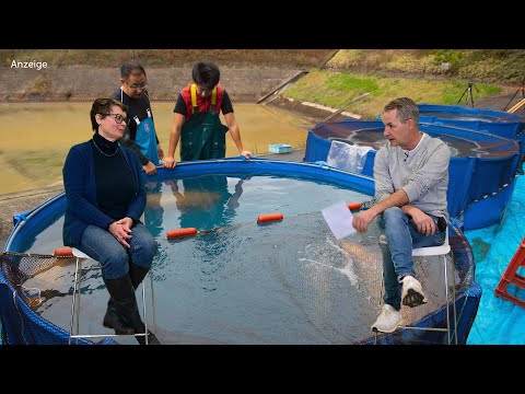 Modern Koi Blog #4252 - How to prevent spawning most effectively