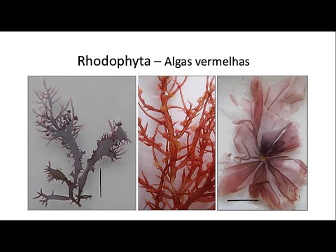 Rhodophyta parte 1