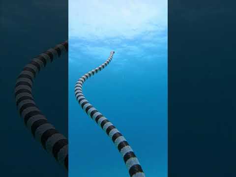 GoPro | Highly Venomous Sea Snake 🎬 Ke Han Koh #Shorts #Ocean