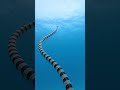 GoPro Highly Venomous Sea Snake Ke Han Koh Shorts Ocean