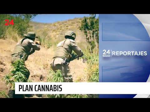 24 Horas Reportajes: La guerra contra las plantaciones de marihuana | 24 Horas TVN Chile