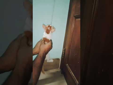 Puchi cat blog 18 - Ahnaf Tasin