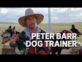 Gifted Dog Trainer Peter Barr Muster Dogs