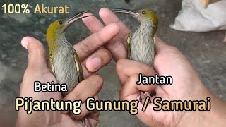 Download lagu PERBEDAAN PIJANTUNG GUNUNG JANTAN DAN BETINA 100% AKURAT ! SAMURAI/PIJANTUNG GUNUNG mp3 Download lagu PERBEDAAN PIJANTUNG GUNUNG JANTAN DAN BETINA 100% AKURAT ! SAMURAI/PIJANTUNG GUNUNG mp3