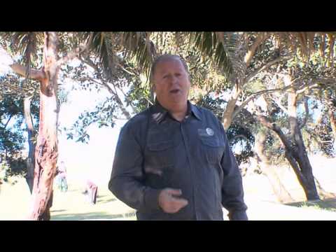 Goce Angelevski - Pesna za Capari