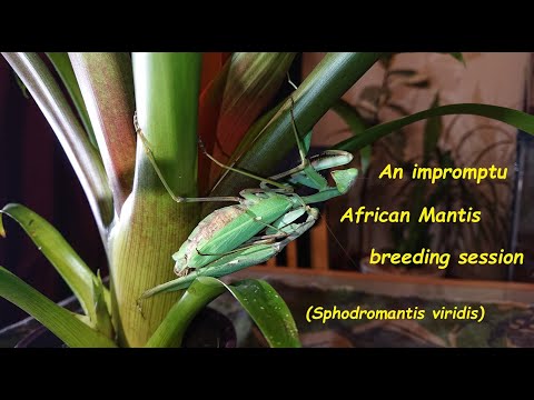 Modlivka zelená (Sphodromantis viridis) — terárium, kŕmenie a správanie