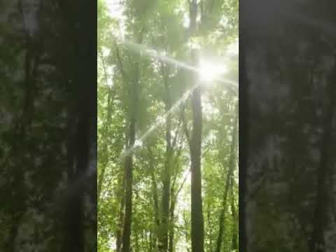 Mohammed Maroof Ziaey about trees