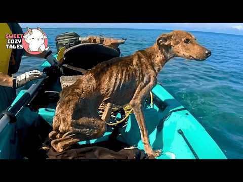 A Dog Alone in the Ocean… What He Did Broke Me