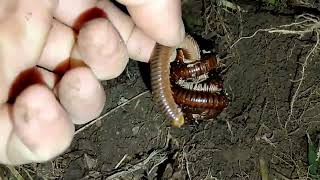 Phát hiện tổ cuốn chiếu cực khủng lồ quá làm dưới gốc cây chuối