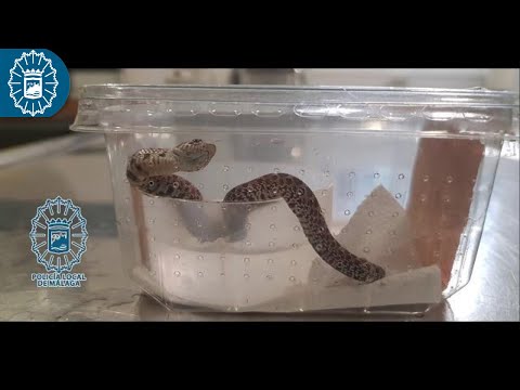Envía una cría de serpiente por mensajería en una caja sin ventilación