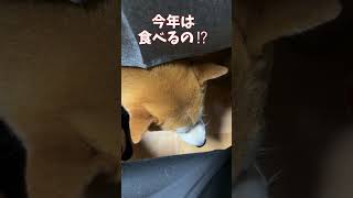 スイカ、嫌いだったじゃん！　京の柴犬：てんちゃんネル #柴犬 #犬 #shiba