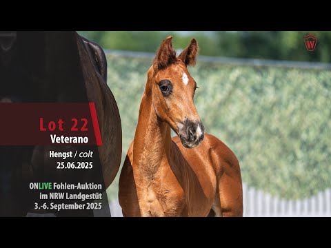 ONLIVE Foal Auction i. LG NRW Lot 22 Veterano Stallion by Viva Gold - Escamillo