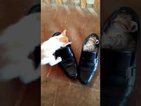 Try Try but don't cry We have to learn from Animal most viral video on YouTube