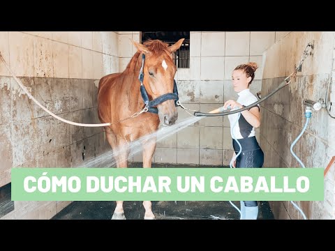 , title : 'Cómo duchar a un caballo con jabón || Tutorial'