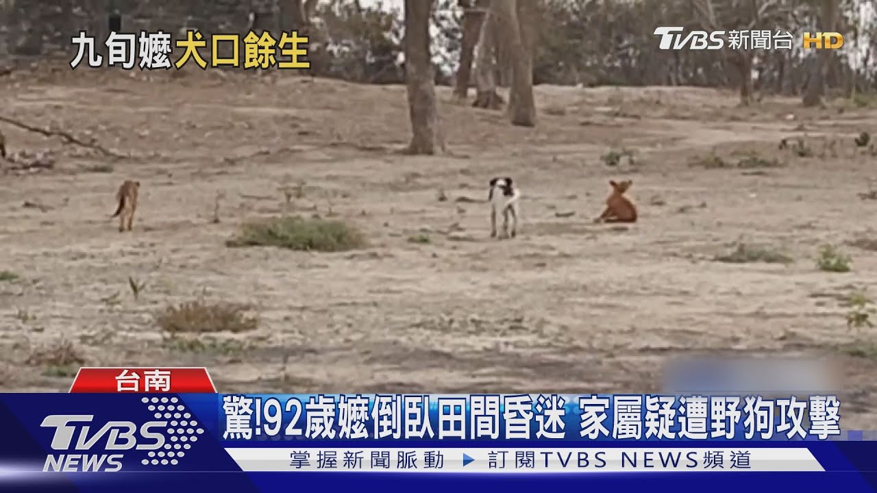 驚！92歲嬤倒臥田間昏迷　家屬疑遭野狗攻擊