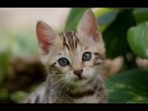Bengal Female kitten #2