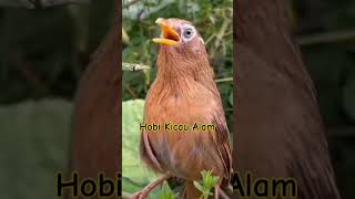 Download lagu wambi Gacor #wambi #wambigacor #kicaumania #muraibatu #shots mp3