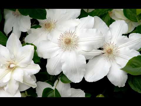 Tayfun Kaan   Senin Icin   02   Yolcu Yolun Gerek