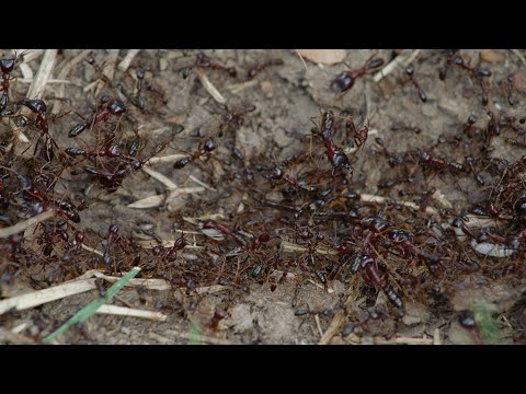 40,000,000 Safari Ants (Siafu Ants) Moving