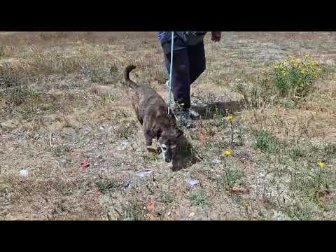 Vídeo de TIGRE