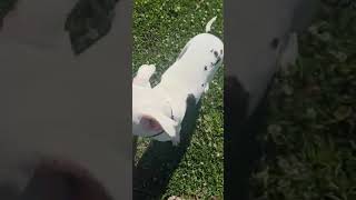 Video preview image #1 American Staffordshire Terrier-Unknown Mix Puppy For Sale in Oakhurst, NJ, USA