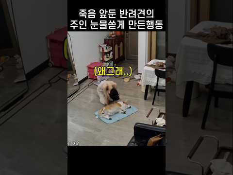 넌 끝까지 정말.. 사람이 전부였던 반려견의 마지막 행동